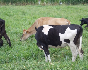 chacara-ramalho-recebeu-certificacao-de-propriedade-livre-de-brucelose-e-tuberculose-animal-xxi.jpg