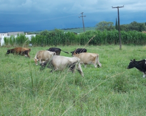 chacara-ramalho-recebeu-certificacao-de-propriedade-livre-de-brucelose-e-tuberculose-animal-xxiv.jpg